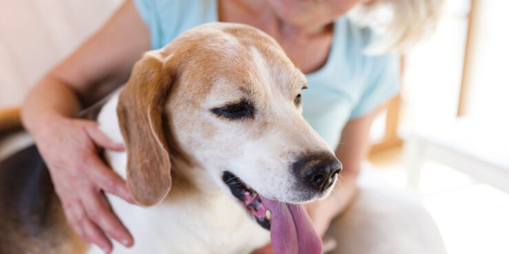 Caring For A Pet In Spain