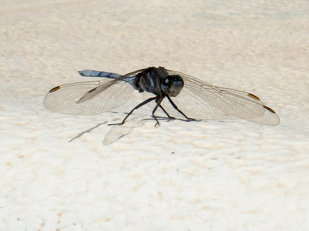 Dragonfly in Valencia