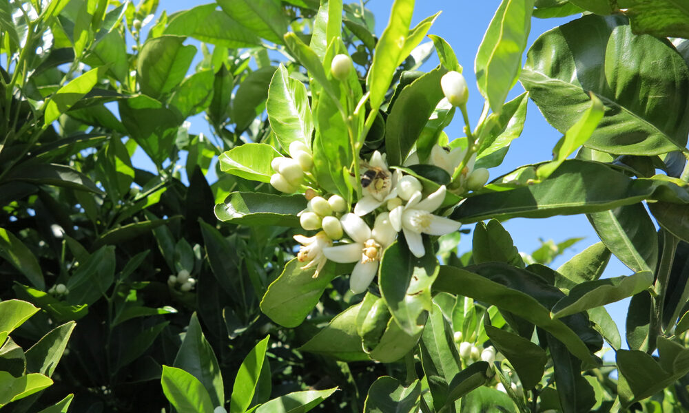 Orange Blossom Azahar Properties