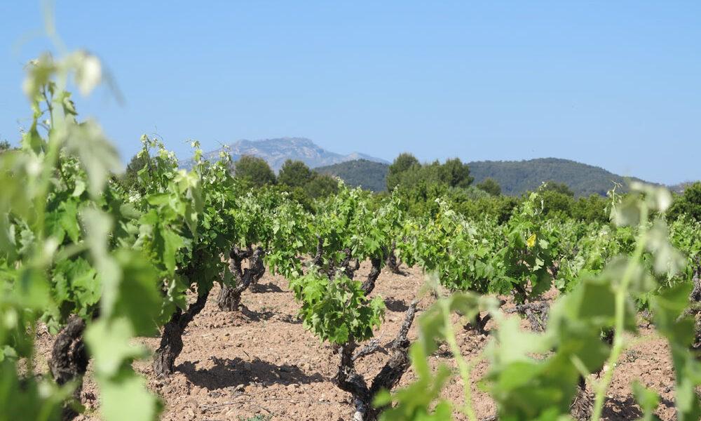 Valencia green fields