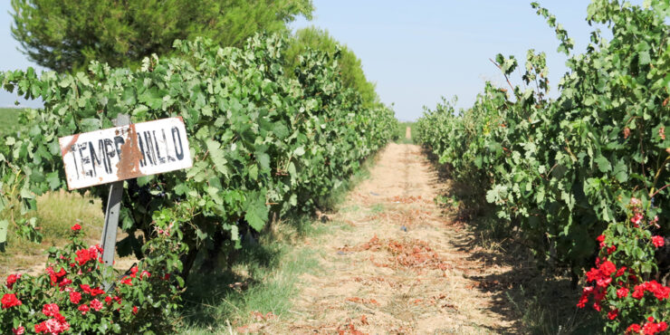 Wine tasting in Requena Spain