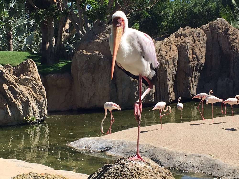 The Bioparc in Valencia – One Of The Best Animal Parks In The World