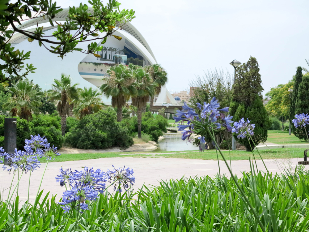 Blue bells in the city of arts and Sciences